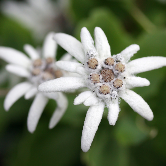 Edelweiss Extract Oil Soluble