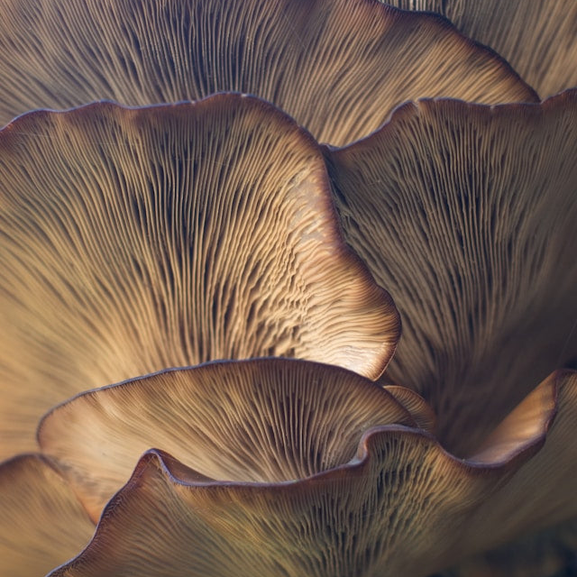 Shiitake and Reishi Mushroom Extract